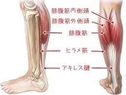 下肢三頭筋.jpg