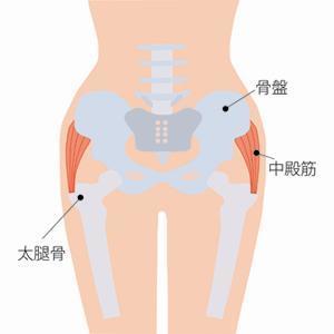 中臀筋.jpg