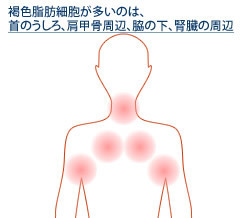 褐色脂肪細胞.jpg