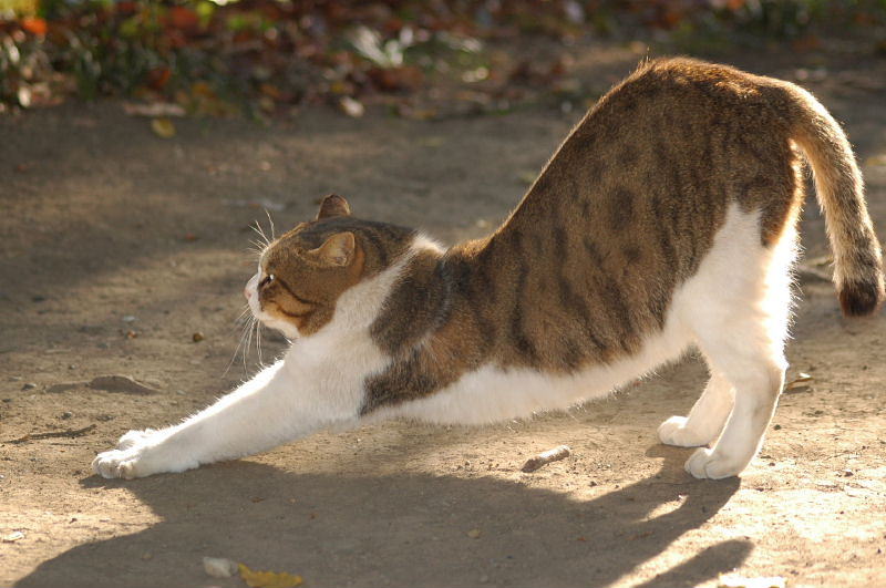 朝の猫背解消 脂肪燃焼 猫のびストレッチ